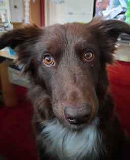 Sally, Border Collie, ihoch3 consulting gmbh
